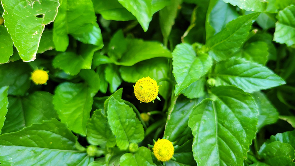 toothacheplant toothache plant flower